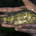 Gangetic Leaffish - Photo (c) Vijay Anand Ismavel, some rights reserved (CC BY-NC-SA), uploaded by Dr. Vijay Anand Ismavel MS MCh