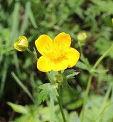 Trollius hondoensis