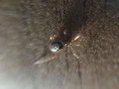 Steatoda nobilis