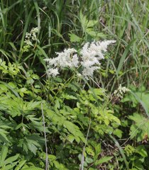 Astilbe formosa