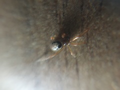 Steatoda nobilis