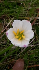 Zephyranthes candida