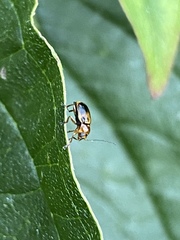 Cryptocephalus pusillus