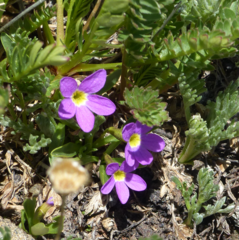 Primula angustifolia