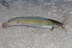 Clarias magur