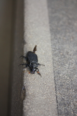 Nicrophorus nigrita