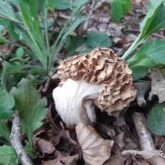 Morchella deliciosa