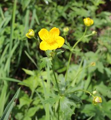 Trollius hondoensis