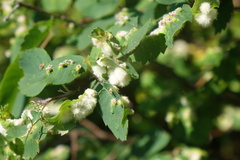 Blaesodiplosis canadensis