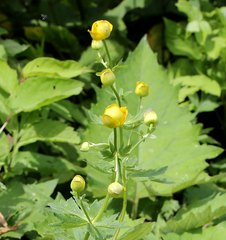 Trollius hondoensis