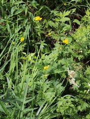Trollius hondoensis