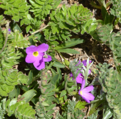 Primula angustifolia