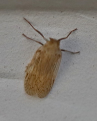 Pentastiridius