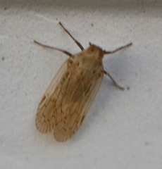 Pentastiridius