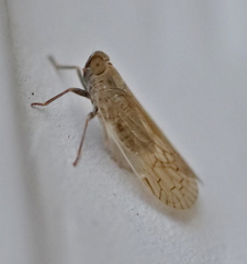 Pentastiridius