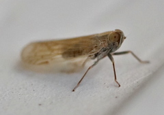Pentastiridius