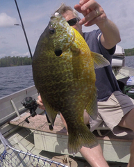 Lepomis gibbosus × macrochirus