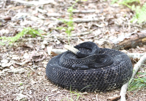 Timber Rattlesnake photographed in Virginia