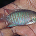 Banded Gourami - Photo (c) Vijay Anand Ismavel, some rights reserved (CC BY-NC-SA), uploaded by Dr. Vijay Anand Ismavel MS MCh