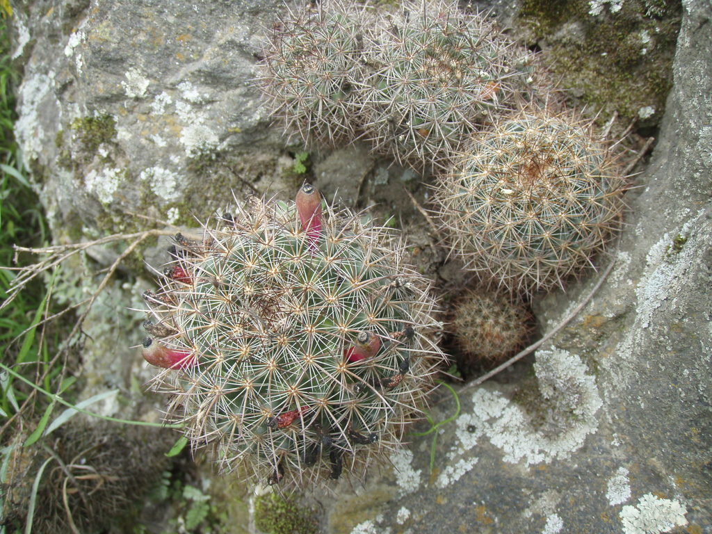 Mammillaria discolor, Cuarta Secc, Aljojuca, Pue., México