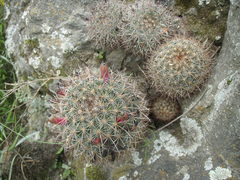Pincushion Cactus (Mammillaria discolor)