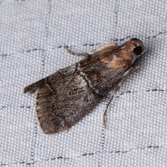 Pococera maritimalis