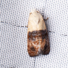 Eugnosta erigeronana