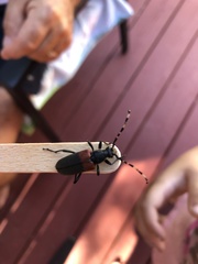 Stictoleptura canadensis