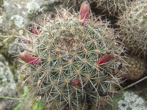 Mammillaria discolor