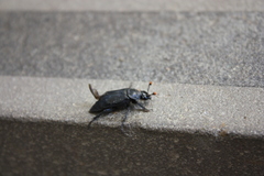 Nicrophorus nigrita