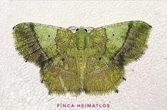 Neagathia corruptata