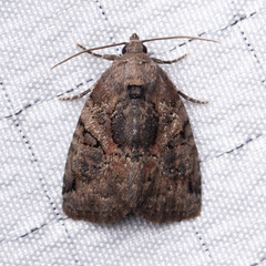 Pseudeustrotia indeterminata