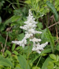 Astilbe formosa