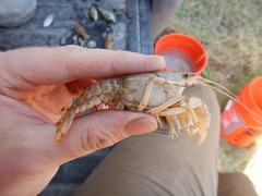 Procambarus simulans