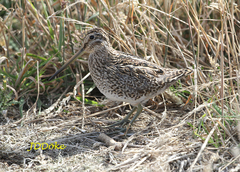 Gallinago magellanica