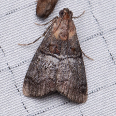 Pococera maritimalis