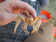 Procambarus simulans