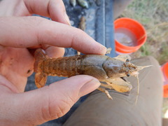 Procambarus simulans