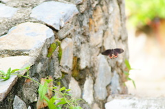 Mimoides thymbraeus aconophos