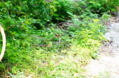 Mimoides thymbraeus aconophos