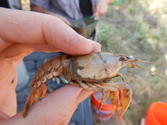 Procambarus simulans