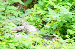 Mimoides thymbraeus aconophos