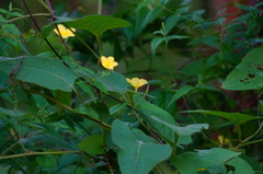 Haplophyton cimicidum