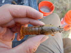 Procambarus simulans