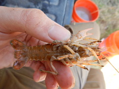 Procambarus simulans