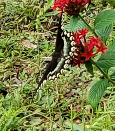 Papilio troilus image