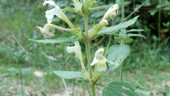 Galeopsis segetum