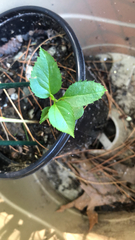 Magnoliopsida