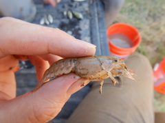 Procambarus simulans