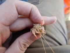 Procambarus simulans